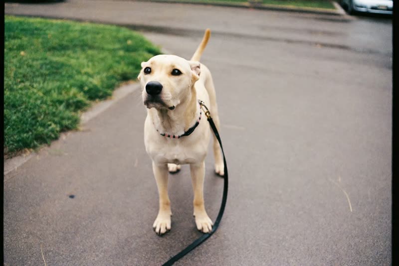 A dog out on a walk on a grey city day