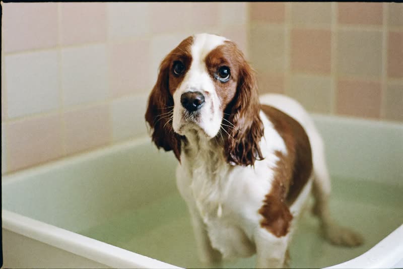 A spaniel in the grooming tub