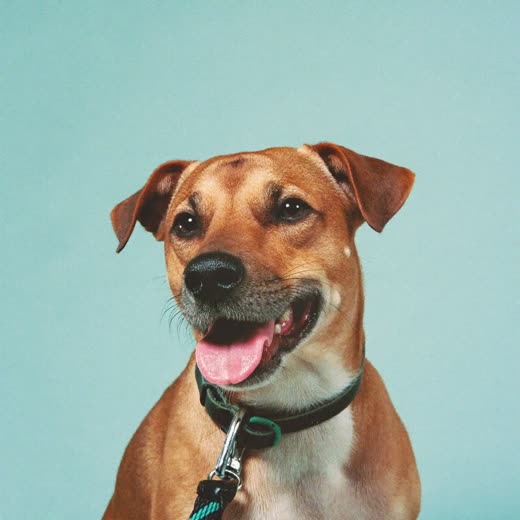 A dog on a lead, ready for a walk
