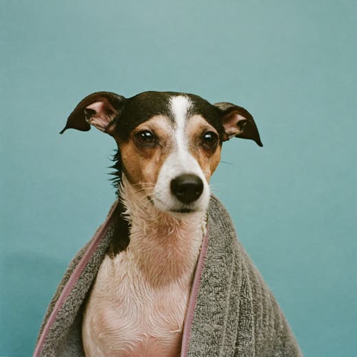 A freshly bathed dog wrapped in a towel