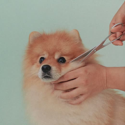 A dog being trimmed with grooming scissors