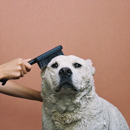 A long-coated dog being brushed out